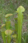 Green pitcherplant